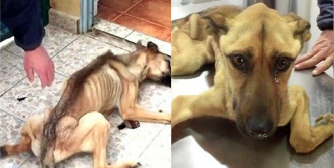 Read more about the article Because it has been starving and thirsty for a long time, the stray dog is only skin and bones and unable to walk.