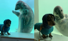 On vacation a sausage dog and a seal puppy met and became close friends.