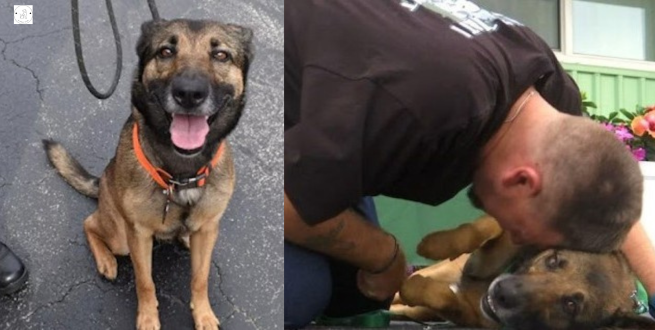 Read more about the article Dog Thrown From A Balcony Gets New Life As Service Dog For Veterans