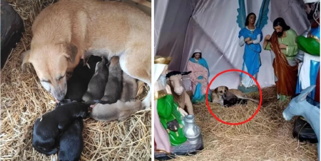 Read more about the article In a Christmas nativity scene, a stray dog finds sanctuary and gives birth to seven adorable puppies.