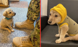A lost puppy finds the hero he needs to survive after wandering onto a naval base.