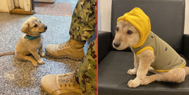 Read more about the article A lost puppy finds the hero he needs to survive after wandering onto a naval base.