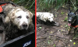 The cunning Tino finds a deaf and elderly dog who had been missing for days and saves him