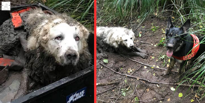 Read more about the article The cunning Tino finds a deaf and elderly dog who had been missing for days and saves him