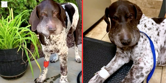 Read more about the article As the dog tries to escape, a rattlesnake latches onto him and bites him five times.