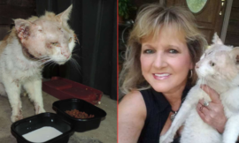 Woman saves an injured cat and cares for him like her son!