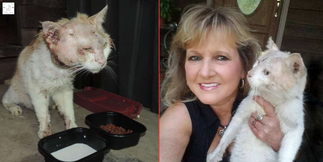 Read more about the article Woman saves an injured cat and cares for him like her son!