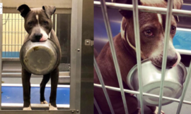 A shelter dog is so attached to his food bowl that he won’t be adopted without it.