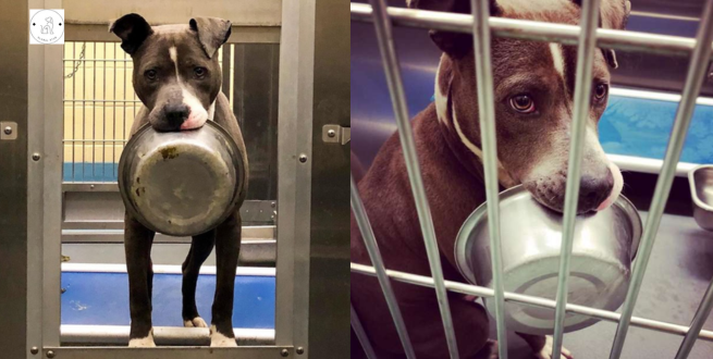 Read more about the article A shelter dog is so attached to his food bowl that he won’t be adopted without it.