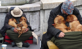 These Dogs Don’t Leave the Homeless guy, they stay by his side until her last Breath