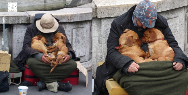 Read more about the article These Dogs Don’t Leave the Homeless guy, they stay by his side until her last Breath