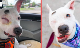 The Abused One-Eyed Dog Is Now Living a Happy Life