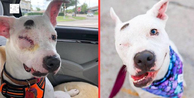 Read more about the article The Abused One-Eyed Dog Is Now Living a Happy Life