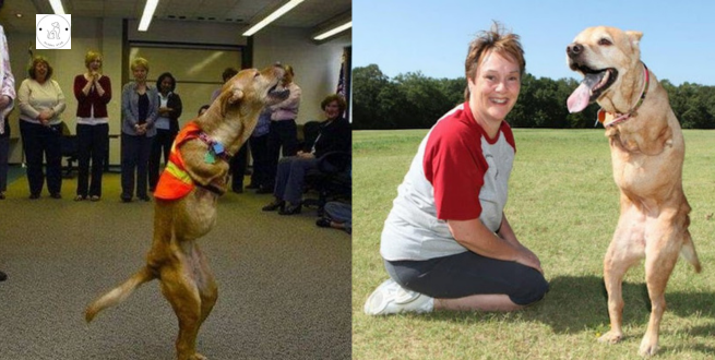 After being deformed by its owner a two-legged dog teaches the world a valuable lesson.