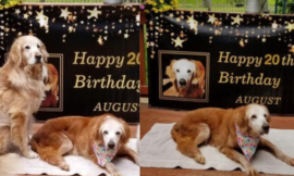 Augie celebrates her 20th birthday and becomes the oldest golden retriever in the world.
