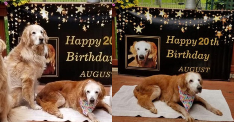Read more about the article Augie celebrates her 20th birthday and becomes the oldest golden retriever in the world.