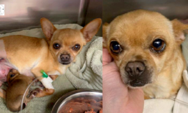 One heck of a miracle is born after a dog hit by a car during labor.