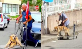 An affectionate man daily “walks” an elderly dog with arthritis in a cart to lessen its melancholy.