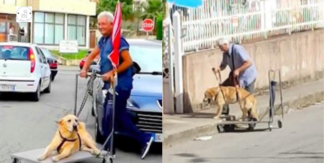 An affectionate man daily “walks” an elderly dog with arthritis in a cart to lessen its melancholy.