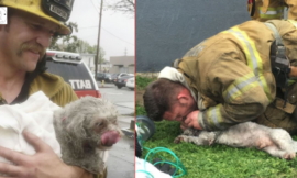 Hero Firefighters saved a lifeless dog by performing a moth-to-nocturnal resuscitation after being pulled from the fire.