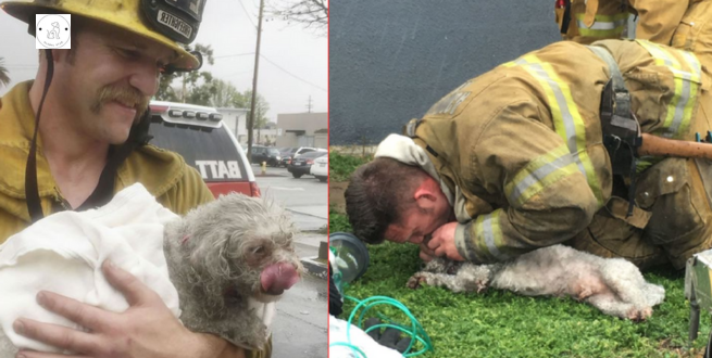 Read more about the article Hero Firefighters saved a lifeless dog by performing a moth-to-nocturnal resuscitation after being pulled from the fire.