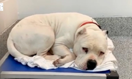 UPDATE: Tommie Bear, still depressed, returned to the shelter once more.