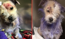 Owner brought her for execution but her purple fur hides a troubling backstory.