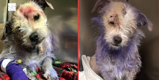 Read more about the article Owner brought her for execution but her purple fur hides a troubling backstory.