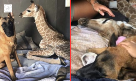 A dog befriends a baby giraffe and stays by his side till the death.