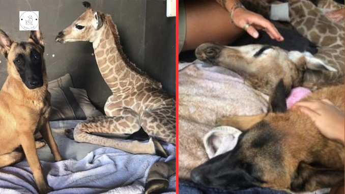 Read more about the article A dog befriends a baby giraffe and stays by his side till the death.