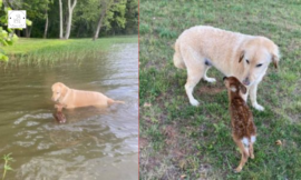 A dog saves a baby deer from drowning and refuses to leave its side.