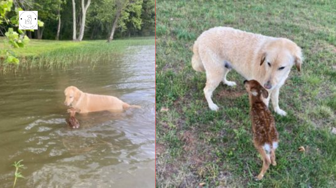 Read more about the article A dog saves a baby deer from drowning and refuses to leave its side.