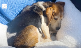 A Senior Beagle Is Finally Rescued From A Lonely Shelter By A Caring Couple