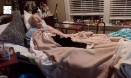 The cat reared by a dying grandmother refuses to leave her bedside…