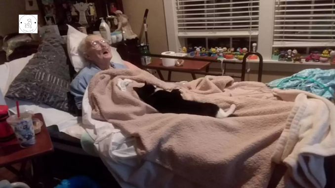 Read more about the article The cat reared by a dying grandmother refuses to leave her bedside…