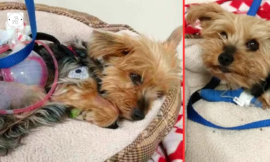 To save her 10-year-old owner, a brave Yorkie pup repels an oncoming coyote.