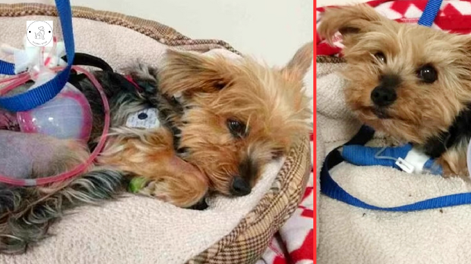 Read more about the article To save her 10-year-old owner, a brave Yorkie pup repels an oncoming coyote.