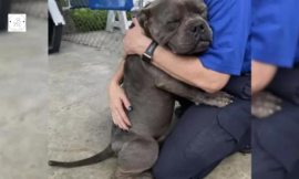 Poor Rescue Dog Gives the Biggest Hug Ever to His Rescuers