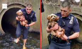 Cop abandons socks and shoes to rescue scared puppy lurking in pitch-black tunnel stunning everyone.