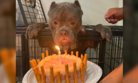 Happy birthday to him! The stray dog wept with joy as he celebrated his first birthday at the refuge for animals.