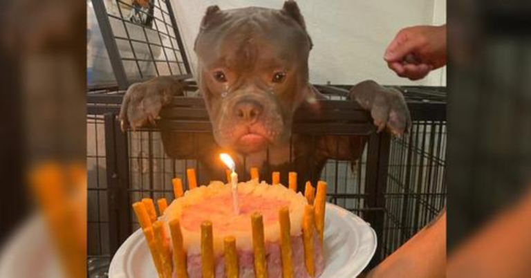 Read more about the article Happy birthday to him! The stray dog wept with joy as he celebrated his first birthday at the refuge for animals.