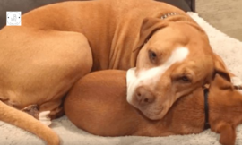An Inspiring Story of a Shelter Pit Bull’s Loyalty to Her Best Friend in the Face of Adoption