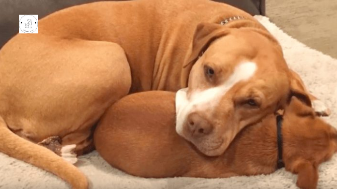 An Inspiring Story of a Shelter Pit Bull’s Loyalty to Her Best Friend in the Face of Adoption