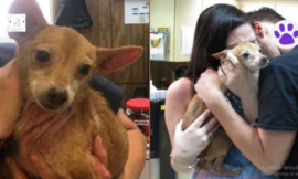 The dog’s astonishing response after being separated from his owner for 6 years.