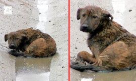 A dog with shattered paws is by the side of the road. He is unable to take any action.