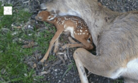 Baby Deer lays near his mother’s body, hoping she would regain consciousness!