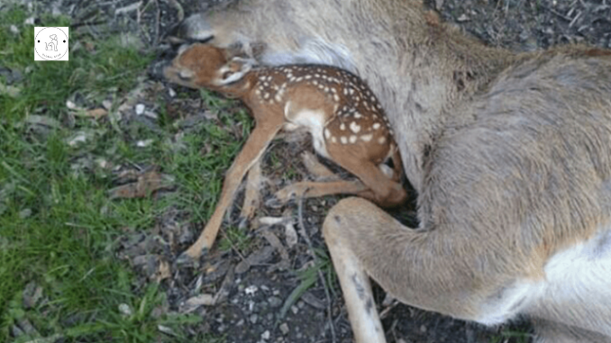 Read more about the article Baby Deer lays near his mother’s body, hoping she would regain consciousness!