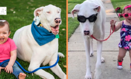 When taking her deaf-blind dog on a walk her toddler insists on holding the leash.