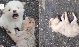 Puppy screams and asks passers-by to help him wake up his pal.