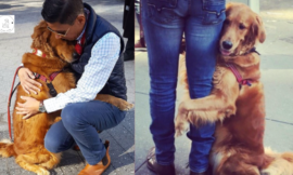 Every day, this golden retriever spends nearly 2 hours cuddling everybody she encounters on her stroll.